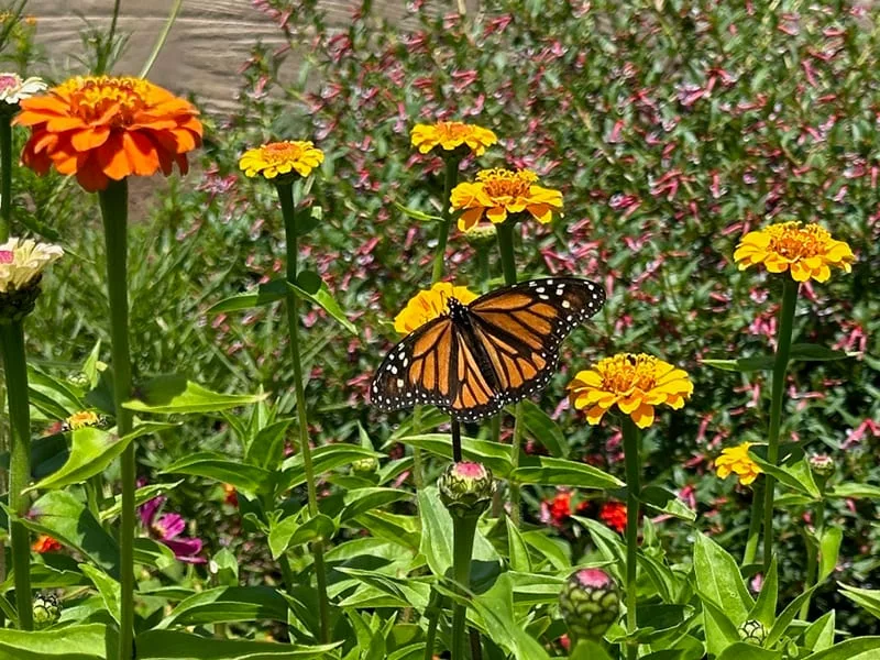 Summertime on The Grauer School’s campus, with a Monarch butterfly enjoying the flowers in the school’s butterfly garden