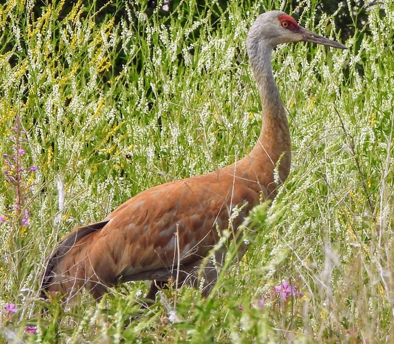 Sandhill Crane in tall green grass