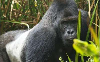 A Quality of Sanctuary: The Grauer’s Gorilla